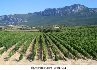 Vineyard In La Rioja, The Largest Wine Producing Region In Spain