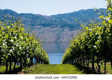 Vineyard to the lake