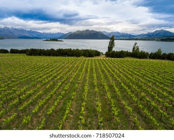 Vineyard At Lake Wanaka, New Zealand Panoramic Landscape From Aerial View Captured Above Wanaka City. Wanaka Is A Popular Resort Of New Zealand, And Is Much Used For Fishing, Boating And Wine Tasting.