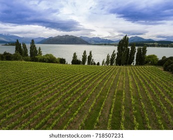 Vineyard At Lake Wanaka, New Zealand Panoramic Landscape From Aerial View Captured Above Wanaka City. Wanaka Is A Popular Resort Of New Zealand, And Is Much Used For Fishing, Boating And Wine Tasting.