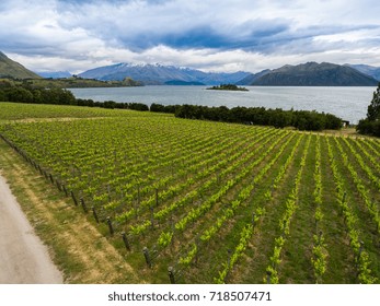 Vineyard At Lake Wanaka, New Zealand Panoramic Landscape From Aerial View Captured Above Wanaka City. Wanaka Is A Popular Resort Of New Zealand, And Is Much Used For Fishing, Boating And Wine Tasting.