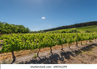 Vineyard Landscape Cape Town Wine Route