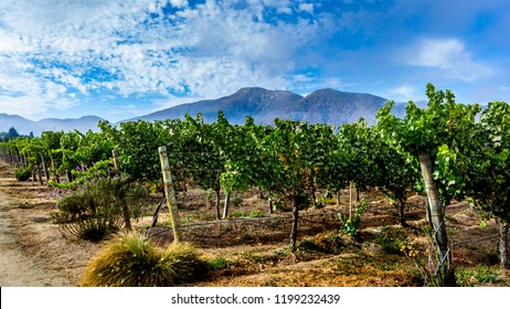 Vineyard Landscape Casablanca Valley, Mountains And Blue Cloudy Sky ,Chile, Wide Format