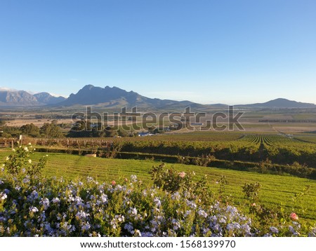 vineyard landscape with flowers in foreground and mountainchain in the background