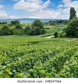 Vineyard Landscape, Montagne De Reims, France