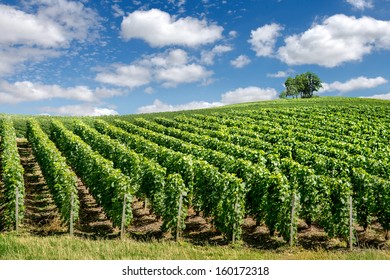 Vineyard Landscape, Montagne De Reims, France