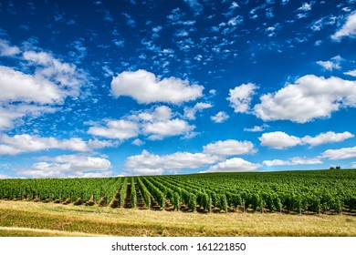 Vineyard Landscape, Montagne De Reims, France