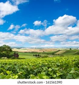 Vineyard Landscape, Montagne De Reims, France