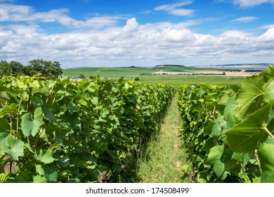 Vineyard Landscape, Montagne De Reims, France