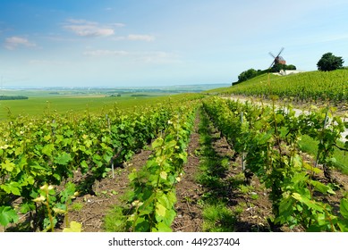 Vineyard Landscape, Montagne De Reims, France