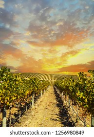 Vineyard Landscape At Napa Valley At Sunset