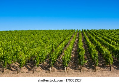 Vineyard Landscape Near Bordeaux In France