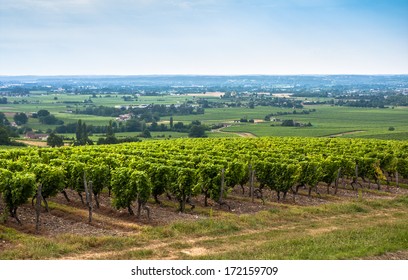 Vineyard Landscape Near Bordeaux In France