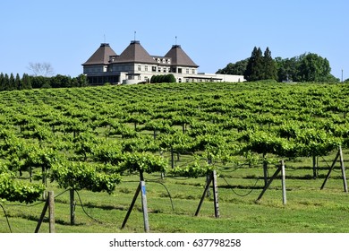 Vineyard Landscape At North Georgia, USA.