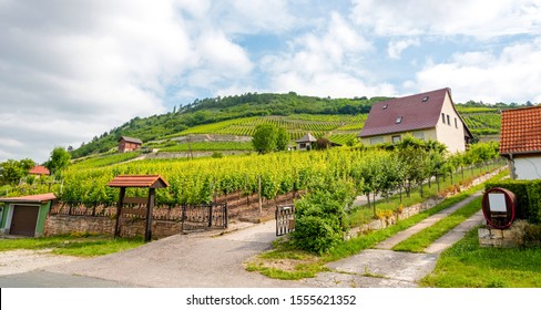 A Vineyard Landscape Saale Unstrut