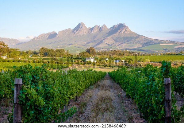 Vineyard\
landscape at sunset with mountains in Stellenbosch, near Cape Town,\
South Africa. wine grapes on vine in\
vineyard,