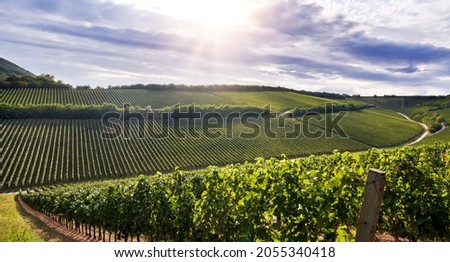 Vineyard landscape in Villany, Hungary. Stock fotó © 