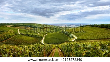 Vineyard landscape in Villany, Hungary. Ördögárok vineyard. Stock fotó © 