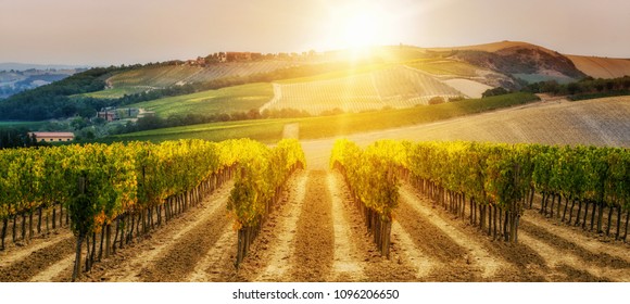 Vineyard landscape in wine land country of Tuscany, Italy at sunset. Tuscany vineyards are home to the most notable wine of Italy. There are several famous red wine and white wine from these winery .