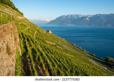 Vineyard Lavaux, region recognised by UNESCO with view on the Léman lake