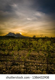 Vineyard Les Alpilles Provence On Sunset