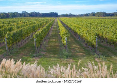 Vineyard at Long Island, New York, USA