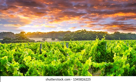 Vineyard In Margaret River,Western Australia