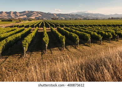 Vineyard In Marlborough, New Zealand