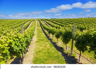 Vineyard In Marlborough Wine Region Of New Zealand