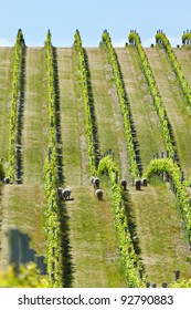 Vineyard In Marlborough Wine Region In New Zealand