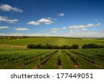 Vineyard in McLaren Vale, South Australia