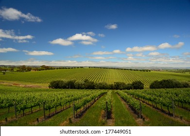 Vineyard in McLaren Vale, South Australia