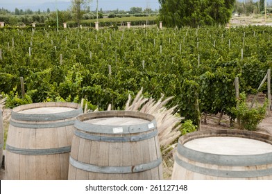 Vineyard - Mendoza - Argentina