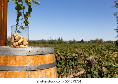 Vineyard In Mendoza, Argentina