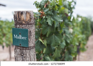 Vineyard In Mendoza Wine Country, Argentina