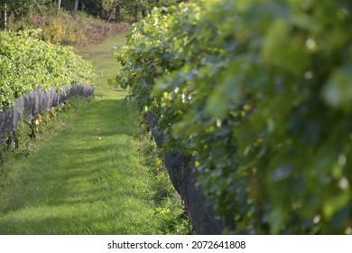 vineyard in Michigan Traverse City - Shutterstock ID 2072641808