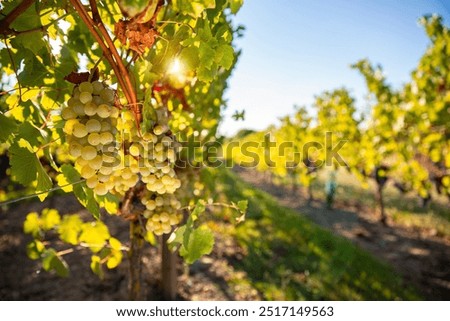 Vineyard in the middle of the countryside in France before the autumn harvest.