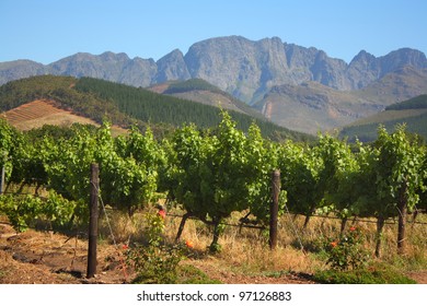 Vineyard In Montague, Route 62, South Africa,