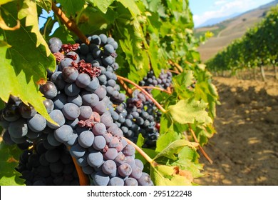 Vineyard In Montepulciano, Italy