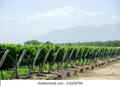 Vineyard, Mountains, Argentina, Mendosa