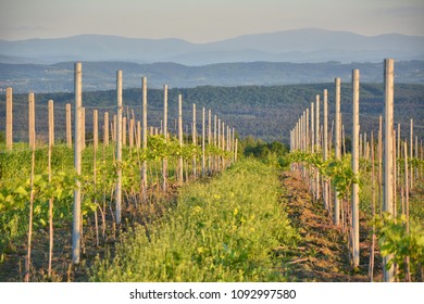 Vineyard with mountains view