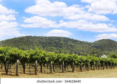 Vineyard In Mudgee, Australia