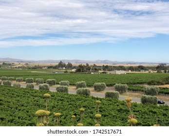 Vineyard In Napa Valley, CA