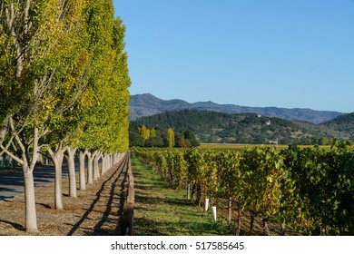 Vineyard In Napa Valley, California