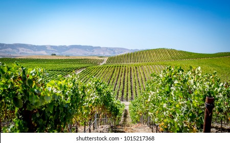 Vineyard in Napa Valley, California. Photo taken in 2017.