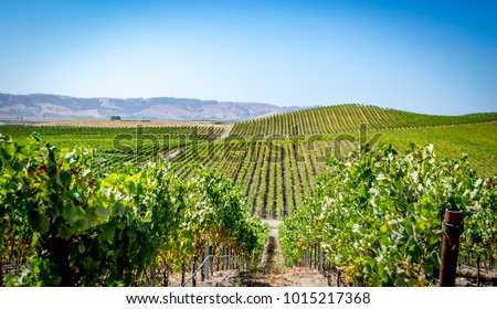 Vineyard in Napa Valley, California. Photo taken in 2017.