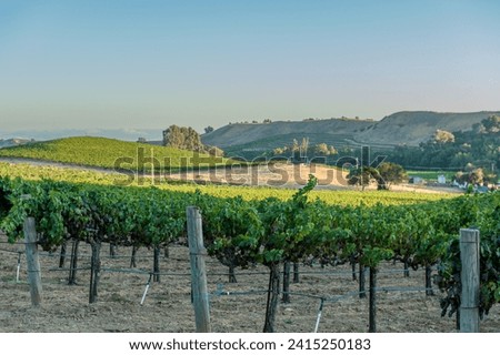 Vineyard in Napa Valley during September in California. Napa Valley is a premiere wine growing region.