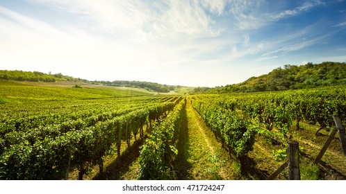 
Vineyard, Nature Landscape 