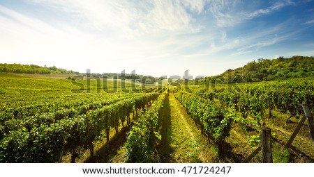 Vineyard, nature landscape 