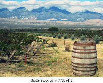 Vineyard Near Cafayate